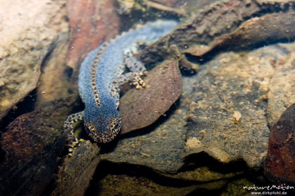 Bergmolch, Triturus alpestris, Echte Salamander (Salamandrinae), Männchen mit Balzfärbung, in Wagenspur auf Waldweg, Göttinger Wald, Göttingen, Deutschland