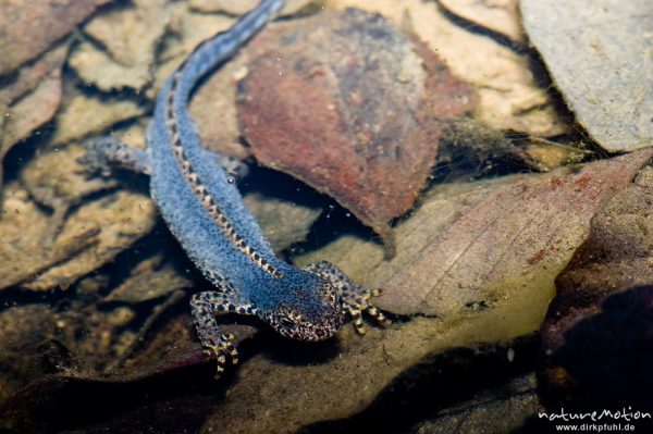 Bergmolch, Triturus alpestris, Echte Salamander (Salamandrinae), Männchen mit Balzfärbung, in Wagenspur auf Waldweg, Göttinger Wald, Göttingen, Deutschland