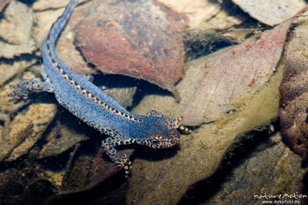 Bergmolch, Triturus alpestris, Echte Salamander (Salamandrinae), Männchen mit Balzfärbung, in Wagenspur auf Waldweg, Göttinger Wald, Göttingen, Deutschland