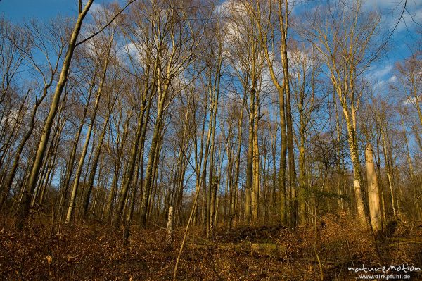 kahler Buchenwald, Göttinger Wald, Göttingen, Deutschland