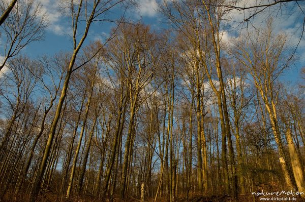 kahler Buchenwald, Göttinger Wald, Göttingen, Deutschland