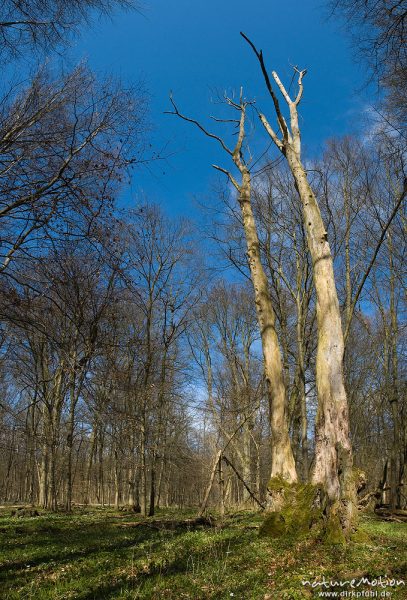 abgestorbene Bäume in lichtem Frühlingswald, Settmarshausen bei Göttingen, Deutschland