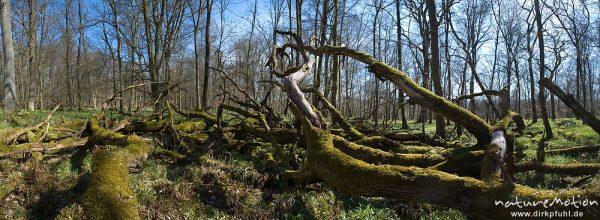 umgestürzter, verwitterter Baum in lichtem Frühlingswald, Buchenwald, Settmarshausen bei Göttingen, Deutschland