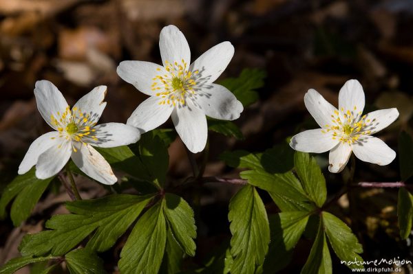 Buschwindröschen, Anemone nemorosa, Ranunculaceae, blühende Pflanzen, Buchenwald, Settmarshausen bei Göttingen, Deutschland