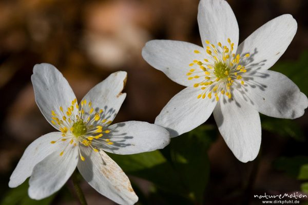 Buschwindröschen, Anemone nemorosa, Ranunculaceae, Blüten, Buchenwald, Settmarshausen bei Göttingen, Deutschland