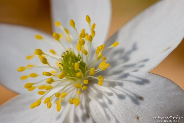 Buschwindröschen, Anemone nemorosa, Ranunculaceae, Blüte mit Antheren, Buchenwald, Settmarshausen bei Göttingen, Deutschland