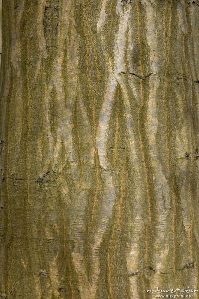 Hainbuche, Carpinus betulus, Betulaceae, Borke mit typischem Netzmuster, Buchenwald, Settmarshausen bei Göttingen, Deutschland