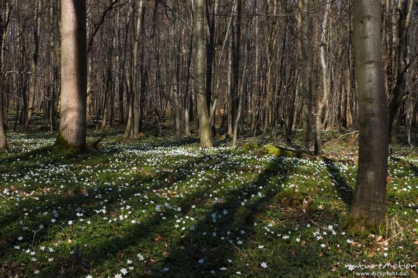 Frühling im Buchenwald, Waldboden mit Frühjahrsgeophyten, Buschwindröschen, Settmarshausen bei Göttingen, Deutschland