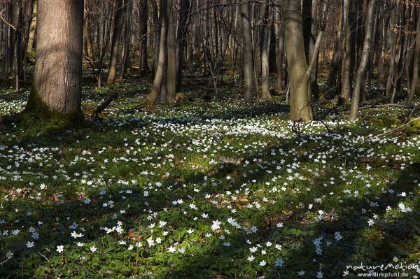 Frühling im Buchenwald, Waldboden mit Frühjahrsgeophyten, Buschwindröschen, Kombination aus zwei Bildern mit unterschiedlicher Schärfeebene, Settmarshausen bei Göttingen, Deutschland