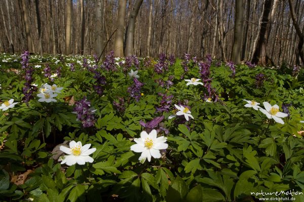 Hohler Lerchensporn, Corydalis cava, Fumariaceae, Buschwindröschen, Anemone nemorosa, Ranunculaceae, Frühjahrsgeophyten am Waldboden, Buchenwald, Settmarshausen bei Göttingen, Deutschland