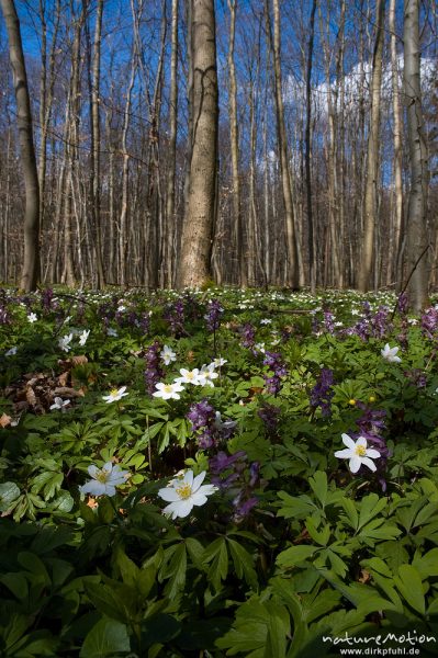 Hohler Lerchensporn, Corydalis cava, Fumariaceae, Buschwindröschen, Anemone nemorosa, Ranunculaceae, Frühjahrsgeophyten am Waldboden, Buchenwald, Settmarshausen bei Göttingen, Deutschland