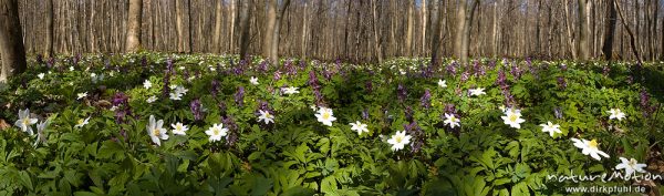 Hohler Lerchensporn, Corydalis cava, Fumariaceae, Buschwindröschen, Anemone nemorosa, Ranunculaceae, Frühjahrsgeophyten am Waldboden, Buchenwald, Settmarshausen bei Göttingen, Deutschland