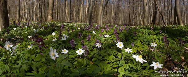 Hohler Lerchensporn, Corydalis cava, Fumariaceae, Buschwindröschen, Anemone nemorosa, Ranunculaceae, Frühjahrsgeophyten am Waldboden, Buchenwald, Settmarshausen bei Göttingen, Deutschland