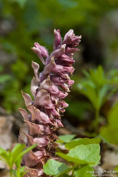 Schuppenwurz, Latraea squamaria, Braunwurzgewächse (Scrophulariaceae), Blütenstand, Buchenwald, Göttingen, Deutschland