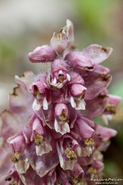 Schuppenwurz, Latraea squamaria, Braunwurzgewächse (Scrophulariaceae), Blütenstand, Buchenwald, Göttingen, Deutschland