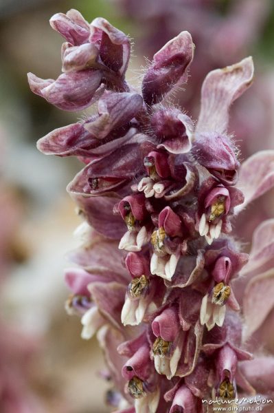 Schuppenwurz, Latraea squamaria, Braunwurzgewächse (Scrophulariaceae), Blütenstand, Buchenwald, Göttingen, Deutschland