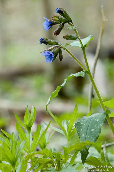 Echtes Lungenkraut, Pulmonaria officinalis, Boraginaceae, blühende Pflanze, Buchenwald, Göttingen, Deutschland