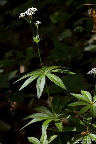 Waldmeister, Galium odoratum, Rubiaceae, Blüten und Tragblätter, Buchenwald, Göttingen, Deutschland