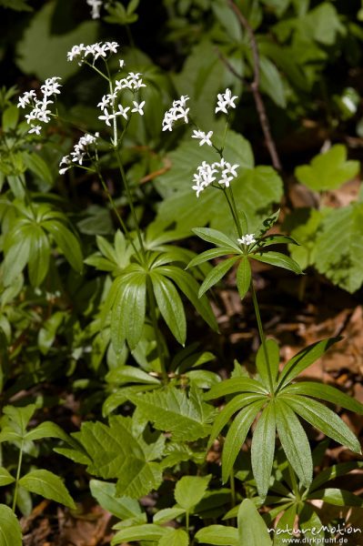 Waldmeister, Galium odoratum, Rubiaceae, Blüten und Tragblätter, Buchenwald, Göttingen, Deutschland