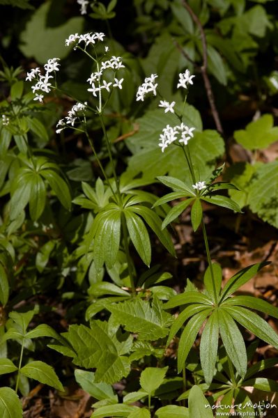 Waldmeister, Galium odoratum, Rubiaceae, Blüten und Tragblätter, Buchenwald, Göttingen, Deutschland