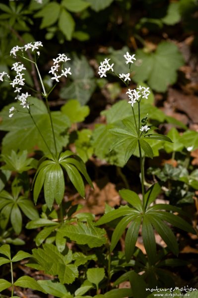 Waldmeister, Galium odoratum, Rubiaceae, Blüten und Tragblätter, Buchenwald, Göttingen, Deutschland