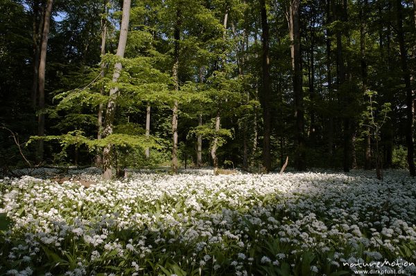 Bärlauch, Allium ursinum, Liliaceae, blühend, dichter bestand auf Lichtung im Buchenwald, Göttingen, Deutschland