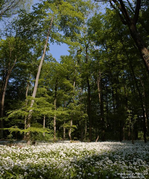 Bärlauch, Allium ursinum, Liliaceae, blühend, dichter bestand auf Lichtung im Buchenwald, Göttingen, Deutschland