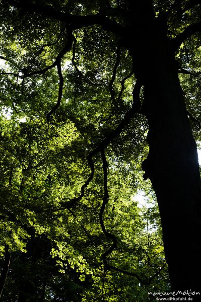 leuchtendes Laub, Stamm und Blätter einer Buche im Gegenlicht, Buchenwald, Göttingen, Deutschland