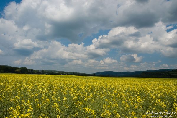 Raps, Brassica napus, Brassicaceae, blühendes Feld unter bewölktem Himmel, Göttingen, Deutschland