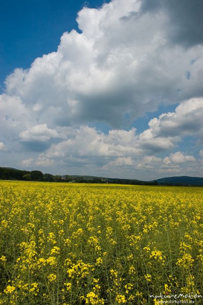 Raps, Brassica napus, Brassicaceae, blühendes Feld unter bewölktem Himmel, Göttingen, Deutschland