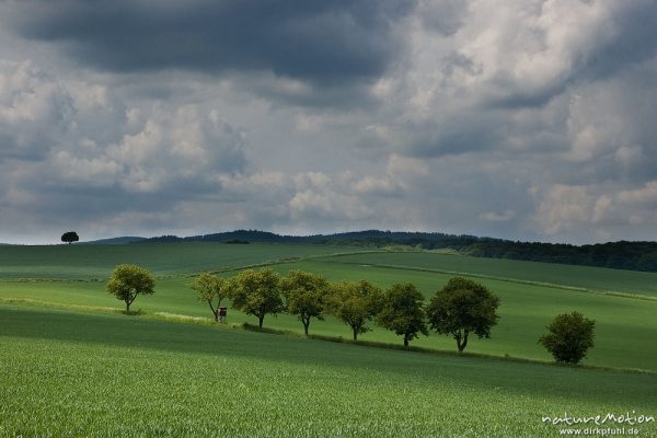 Obstbaumreihe inmitten von Getreidefeldern, bewölkter Himmel, Gewitterstimmung, Witzenhausen, Deutschland