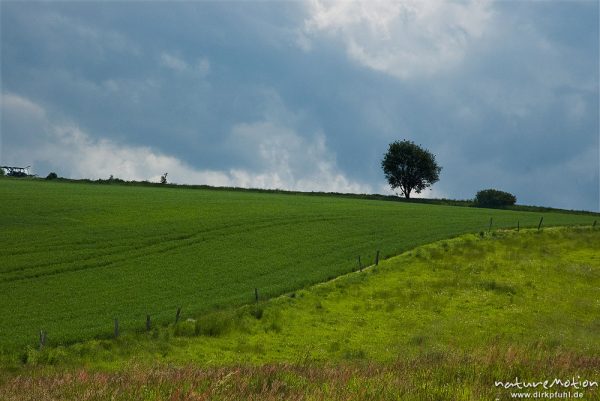 Zaun trennt Getreidefeld von Weide, Obstbaum, Witzenhausen, Deutschland