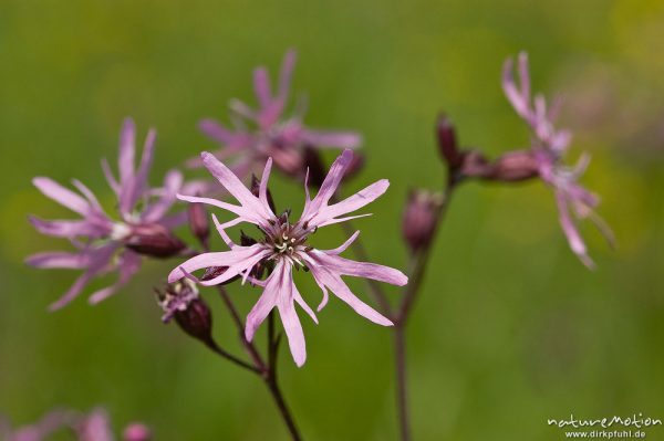 Kuckucks-Lichtnelke, Lychnis flos-cuculi, Nelkengewächse (Caryophyllaceae), Blüte in Aufsicht, Witzenhausen, Deutschland