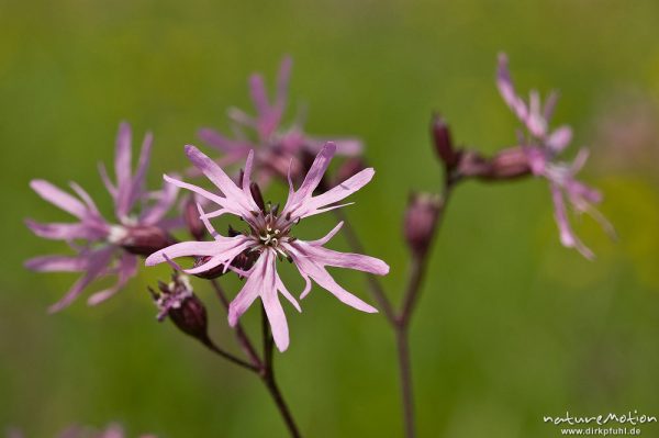 Kuckucks-Lichtnelke, Lychnis flos-cuculi, Nelkengewächse (Caryophyllaceae), Blüte in Aufsicht, Witzenhausen, Deutschland