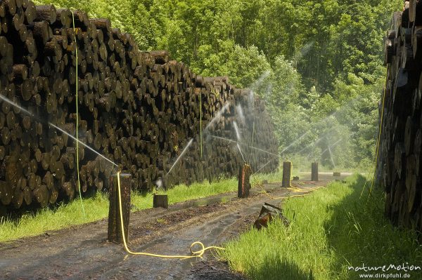 Holzlagerplatz mit Befeuchtung, Wassersprenger, Werratal, Hann. Münden, Deutschland