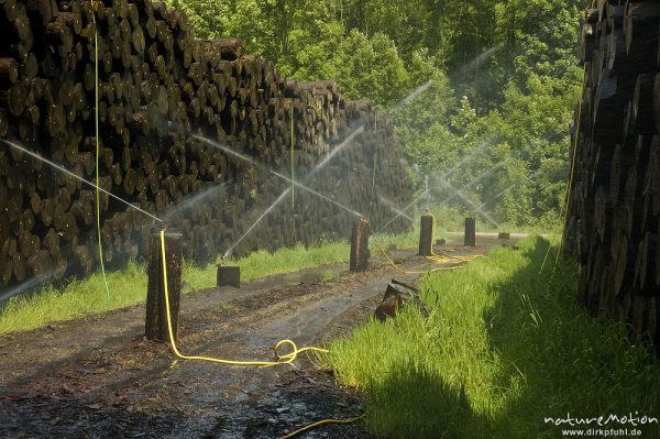 Holzlagerplatz mit Befeuchtung, Wassersprenger, Werratal, Hann. Münden, Deutschland