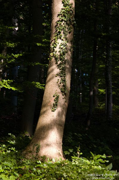Efeu, Hedera helix, Araliengewächse (Araliaceae),  an Esche, Fraxinus excelsior, Oleaceae, Göttinger, Göttingen, Deutschland