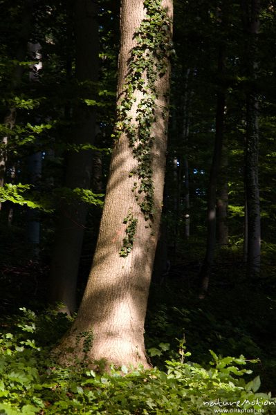 Efeu, Hedera helix, Araliengewächse (Araliaceae),  an Esche, Fraxinus excelsior, Oleaceae, Göttinger Wald, Göttingen, Deutschland