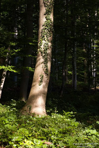 Efeu, Hedera helix, Araliengewächse (Araliaceae),  an Esche, Fraxinus excelsior, Oleaceae, Göttinger Wald, Göttingen, Deutschland