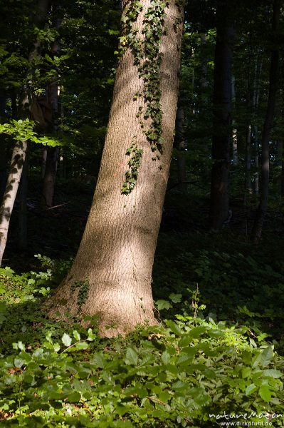 Efeu, Hedera helix, Araliengewächse (Araliaceae),  an Esche, Fraxinus excelsior, Oleaceae, Göttinger Wald, Göttingen, Deutschland