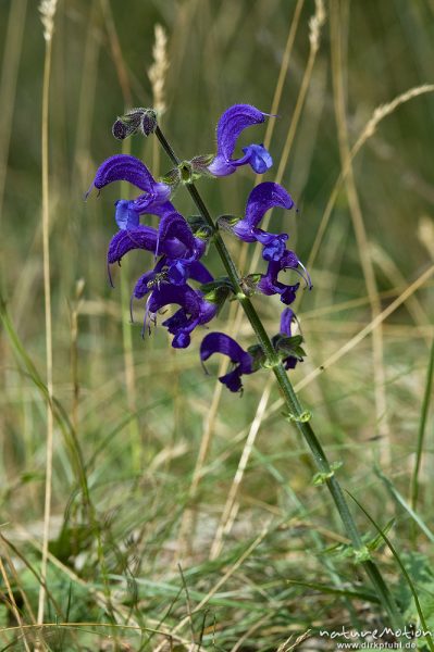 Wiesensalbei, Salvia pratensis, Lippenblütler (Lamiaceae), blühend, Magerrasen, Altmühltal, Deutschland