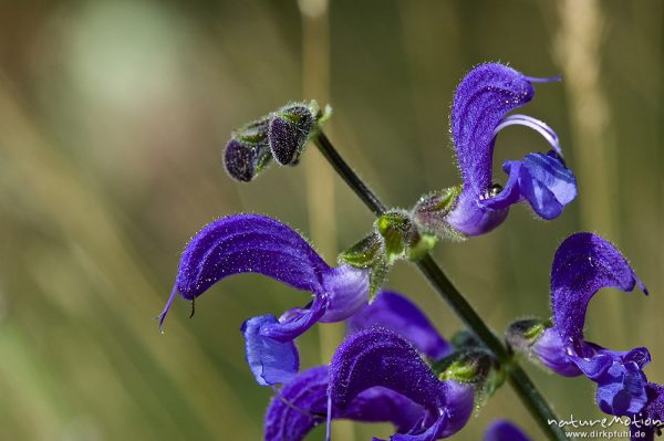 Wiesensalbei, Salvia pratensis, Lippenblütler (Lamiaceae), blühend, Magerrasen, Altmühltal, Deutschland