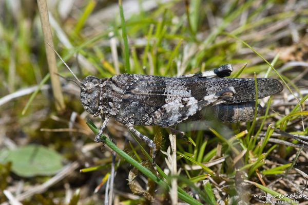Blauflügelige Ödlandschrecke, Oedipoda caerulescens, Acrididae, Altmühltal, Deutschland