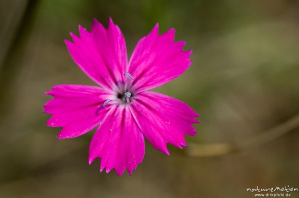 Nelke, Dianthus spec., Nelkengewächse (Caryophyllaceae), Blüte in Aufsicht, Altmühltal, Deutschland