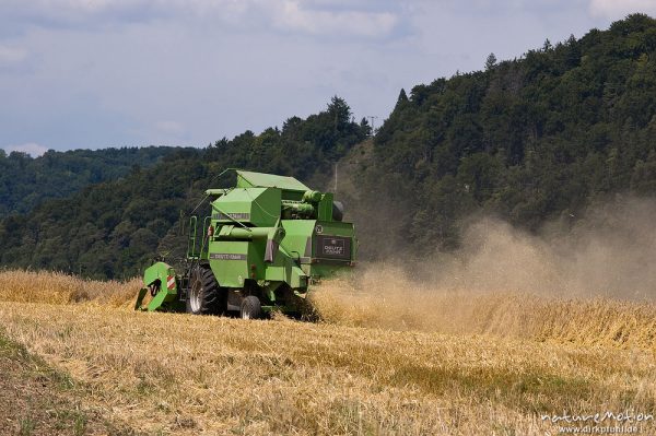 Mähdrescher bei der Getreideernte, älteres Modell mit offenem Fahrstand, Altmühltal, Deutschland