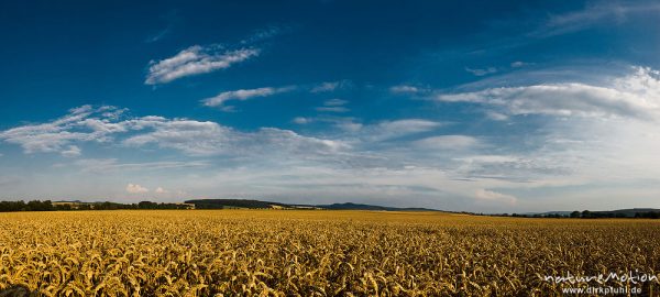 Weizenfeld, reifes Getreide, Göttingen, Deutschland