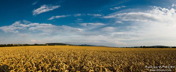 Weizenfeld, reifes Getreide, Göttingen, Deutschland