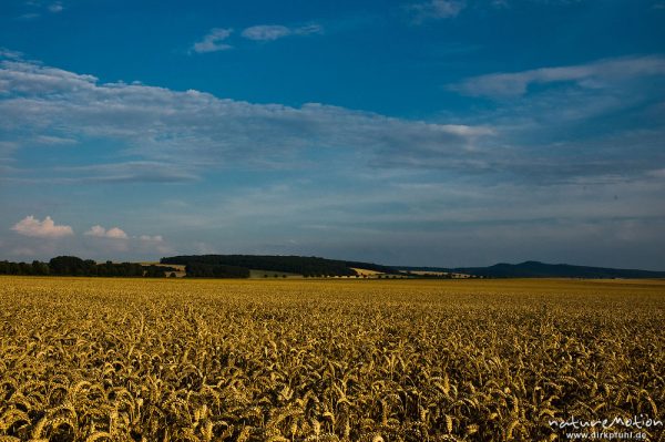 Weizenfeld, reifes Getreide, Göttingen, Deutschland