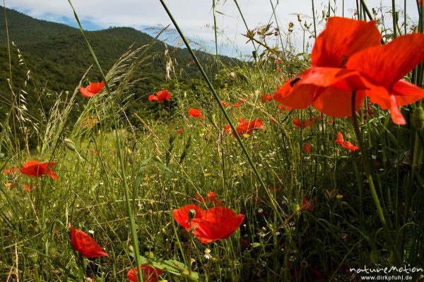 Klatsch-Mohn, Papaver rhoeas, Papaveraceae, inmitten von Sommerwiese, Tal des Solenzara, Korsika, Frankreich