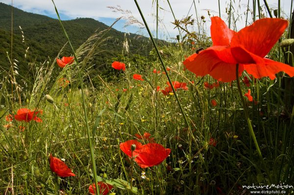 Klatsch-Mohn, Papaver rhoeas, Papaveraceae, inmitten von Sommerwiese, Tal des Solenzara, Korsika, Frankreich